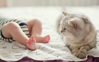 Study: Exposure to Cats Can Reduce Childhood Asthma Rates