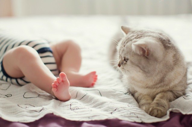 study exposure to cats can reduce childhood asthma rates