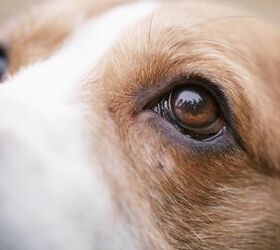 Study: Dogs Are Red-Green Colorblind