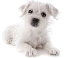 Maltese and best sale terrier mix dogs