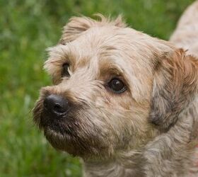 Cairn terrier hot sale maltese mix