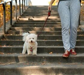 Do You Have a Pet Sitter for Emergencies?