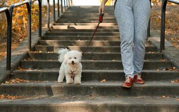 Do You Have a Pet Sitter for Emergencies?