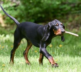 Scent hot sale hound breeds