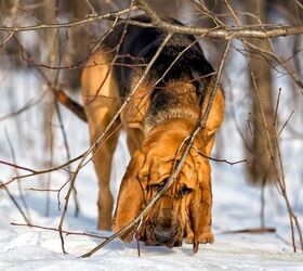 top 10 scenthound breeds