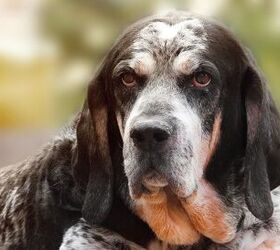 Scent hound hot sale representative species