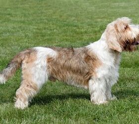 Top 10 Scenthound Breeds Information and Pictures - PetGuide | PetGuide