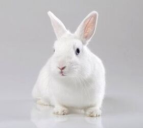 Dumb Concept. Blue-eyed And White Rabbit. Fabulous Bunny On A White  Background Stock Photo, Picture and Royalty Free Image. Image 137040360.