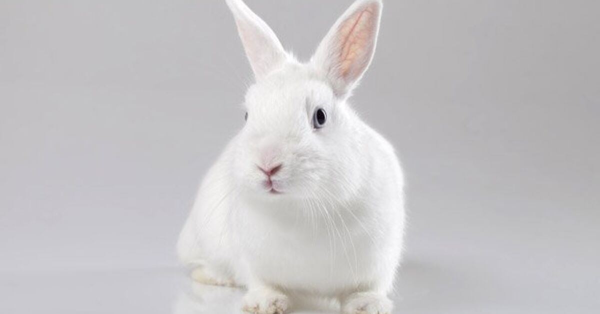 Vienna Mark Rabbit White Vienna Rabbit Health, Temperament, Coat, Health and Care ...