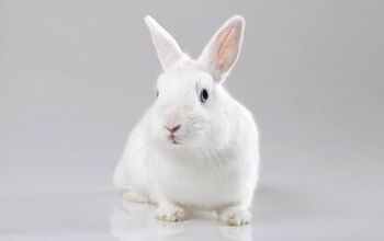 White French Rabbit Florida White Rabbit Breed Information and Pictures - PetGuide.com ...