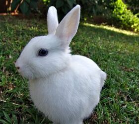 white vienna rabbit