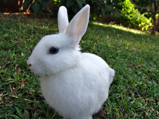 White Vienna Rabbit Health, Temperament, Coat, Health and Care ...