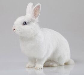 white vienna rabbit