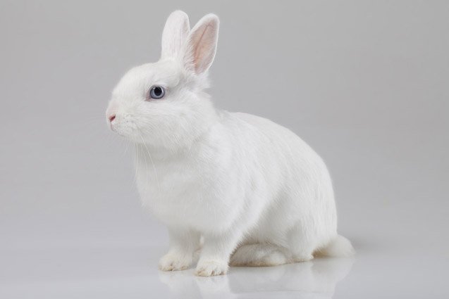 White Vienna Rabbit Health, Temperament, Coat, Health and Care ...