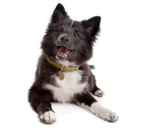 Poshie Dog Breed Terripoo Dog Breed Health, Temperament, Training, Feeding  and Grooming - PetGuide | PetGuide
