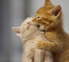 Kitty Care FAQs: Quick Answers to 4 Common Cat Ownership Questions