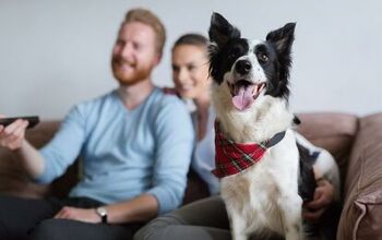 Study Reveals Millennials Have a Special Relationship With Their Pets