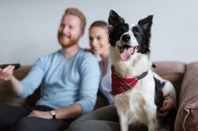 study reveals millennials have a special relationship with their pets