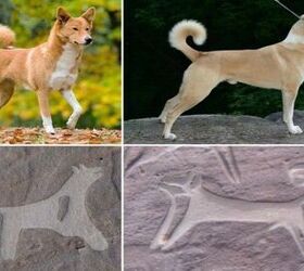 ancient engravings show early dogs were leashed companions