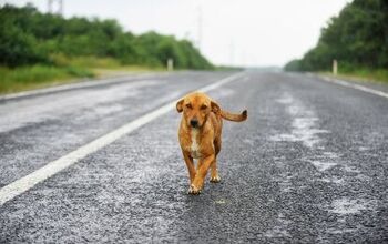 7 Tips for Keeping Your Dog From Getting Hit by a Car
