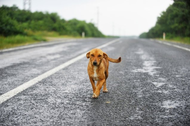 7 tips for keeping your dog from getting hit by a car