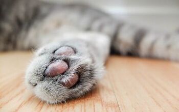 Cat Declawing Now Banned In Denver, Colorado