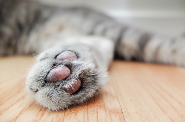 cat declawing now banned in denver colorado