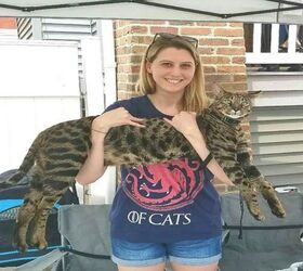 Couple Offers $100,000 For Return of Record-Breaking Cats