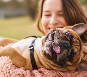 Study: Oxytocin Hormone Draws Dogs to Smiling Faces