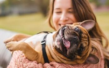 Study: Oxytocin Hormone Draws Dogs to Smiling Faces