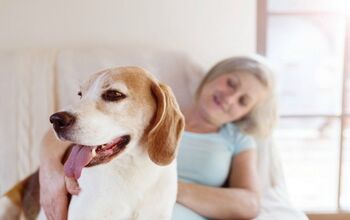 New Research Shows Dogs Help Their Humans Live Longer