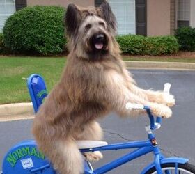 Norman the Scooter Dog Needs Help With Cancer Treatments