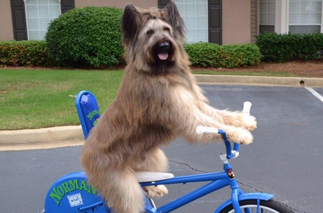 norman the scooter dog needs help with cancer treatments