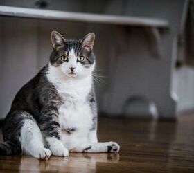 Experts Recommend Swiss Fat Cats Hunt For Their Food
