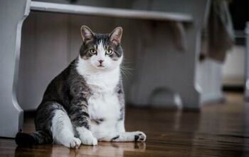 Experts Recommend Swiss Fat Cats Hunt For Their Food