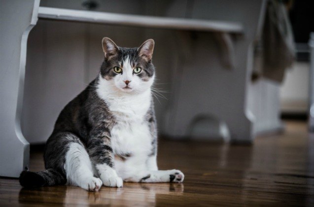 experts recommend swiss fat cats hunt for their food