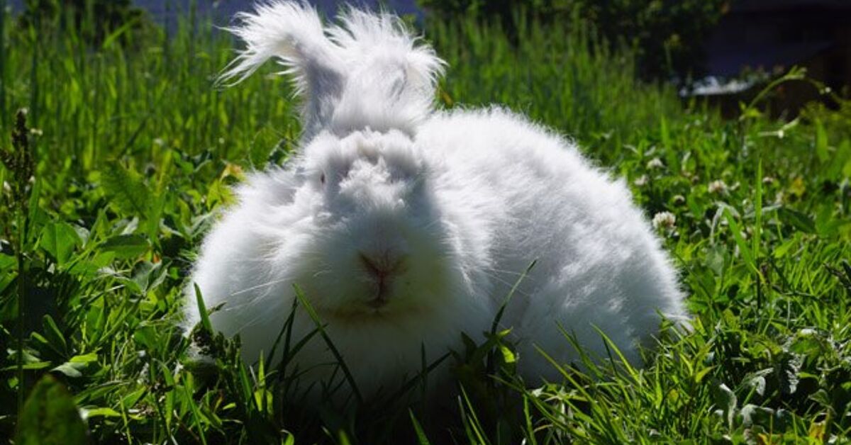 German Angora Rabbit Breed Information and Pictures - PetGuide | PetGuide