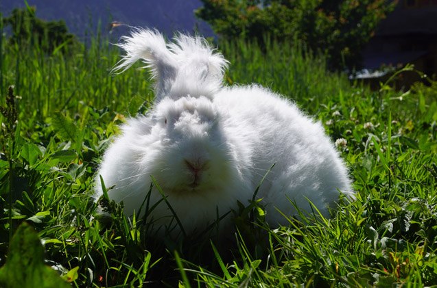 Giant German Angora Rabbits