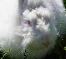 german angora rabbit