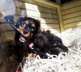 Las Vegas Repeals Ban To Prevent The Selling of Pets in Pet Stores