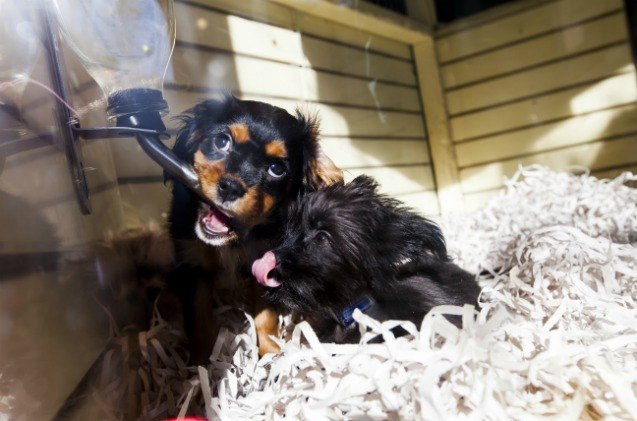 las vegas repeals ban to prevent the selling of pets in pet stores