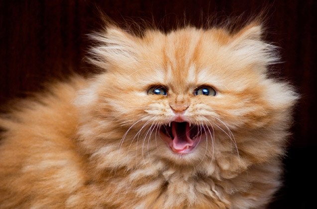 Why Do Cats Hiss? | PetGuide