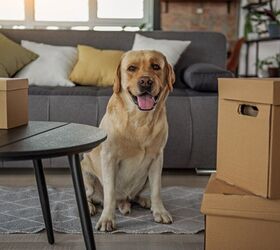 7 Verified Tips for Landlords Renting to Pet Parents
