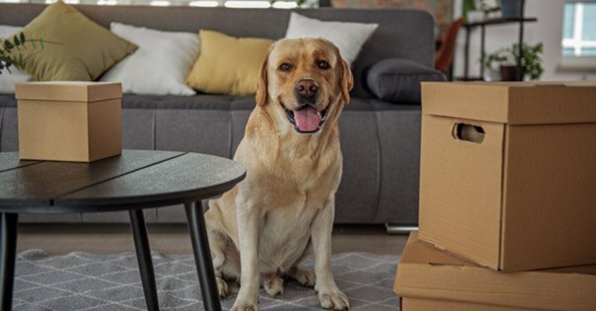 7 Verified Tips for Landlords Renting to Pet Parents | PetGuide