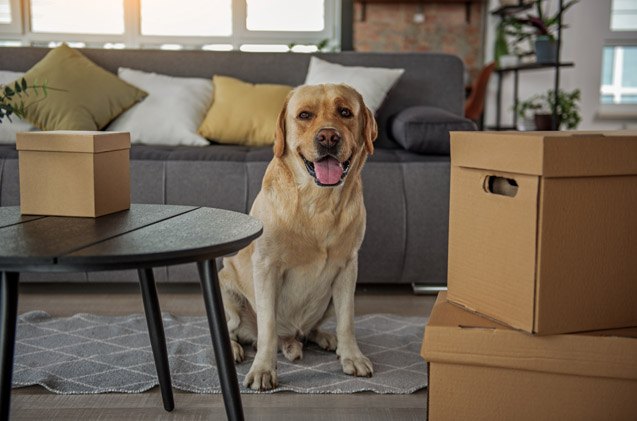 7 verified tips for landlords renting to pet parents