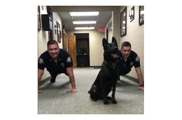 k 9 crime fighter does pushups better than you do