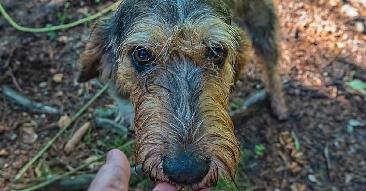 Airedale Terriers & Shedding: Say Goodbye to Excessive Shedding!