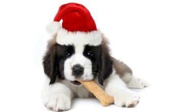 FDA Advises Dog Owners to Be Wary of Treat Bones This Holiday Season