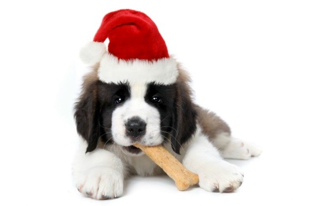 fda advises dog owners to be wary of treat bones this holiday season