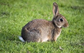 Rabbit Breeds | PetGuide